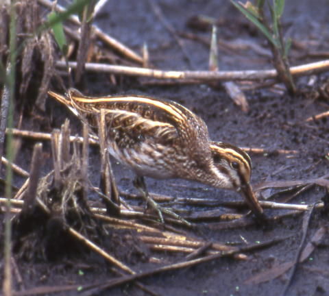 Wild Essex species: jack snipe