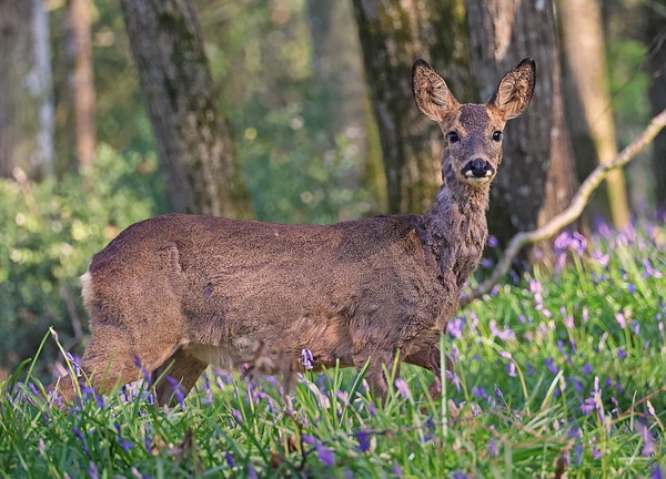 Wild Essex species: roe deer