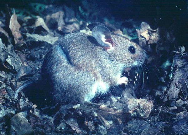 Wild Essex species: yellow-necked mouse