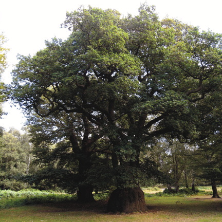 Wild Essex species: oak