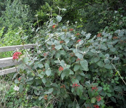 Wild Essex species: wayfaring tree